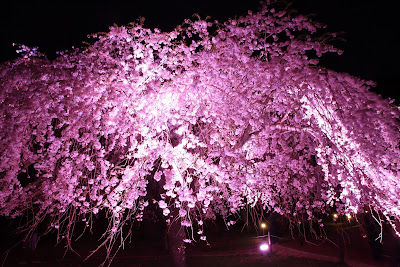 KONOHANA～木の花～ 사진 5