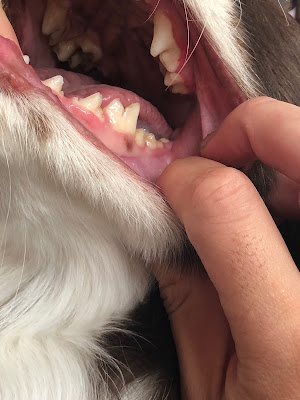 Lilly's Dog Care -ワンちゃんのお口のケア専門サロン（優しい口腔ケア） 사진 4