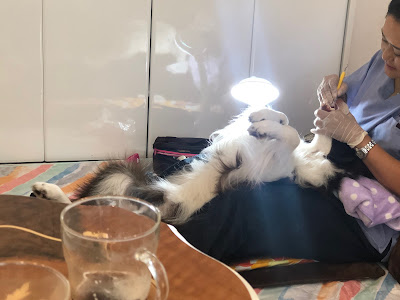 Lilly's Dog Care -ワンちゃんのお口のケア専門サロン（優しい口腔ケア） 사진 3