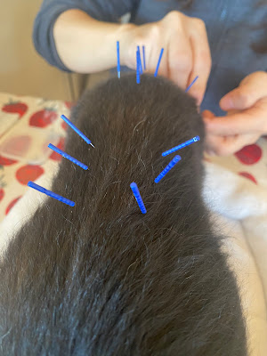 みずほ動物病院（往診専門）｜鍼灸 漢方 マッサージ リハビリ 사진 3
