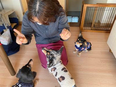 みずほ動物病院（往診専門）｜鍼灸 漢方 マッサージ リハビリ 사진 2