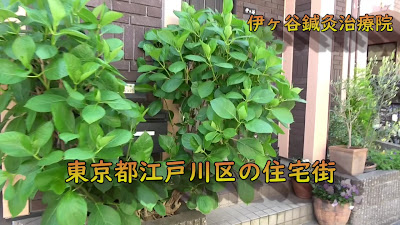 伊ヶ谷鍼灸院整体院 사진 2