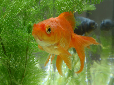はりきゅうマッサージ治療院 金魚庵 사진 3