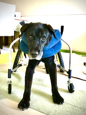 犬と人のセラピー リクの森 사진 2