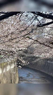 Yoshihara Shiatsu Treatment Center 사진 2