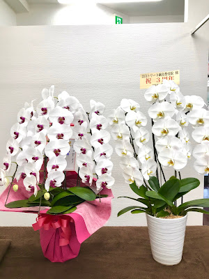 Mejiro Treat Shinkyu Acupuncture 사진 5