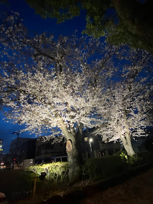 Kimura Hari Kyu Orthopedic Clinic 사진 5