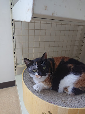 Tateishi Animal Clinic 사진 3
