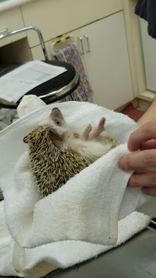 Tateishi Animal Clinic 사진 2