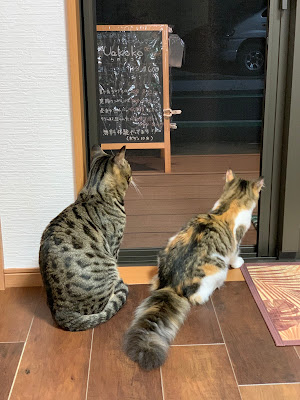 Uakoko 猫が遊びに来るリラクゼーションサロン 사진 2