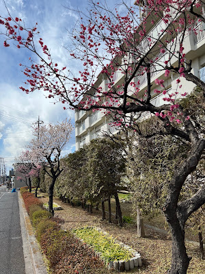 Adachiku Shimanejuku Center 사진 3