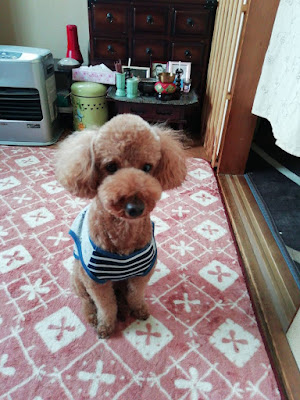 Minion Animal Clinic 사진 4