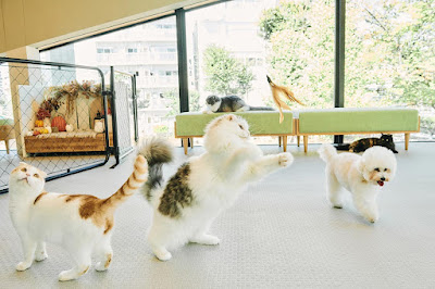 動物病院 恵比寿アニマルプラス 사진 4