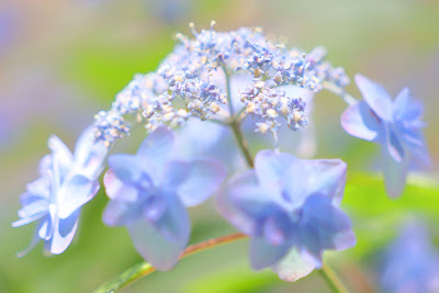 Hydrangeas at Rikugien Gardens 사진 4