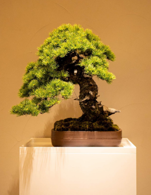 Matsurika Clinic Ginza 사진 4