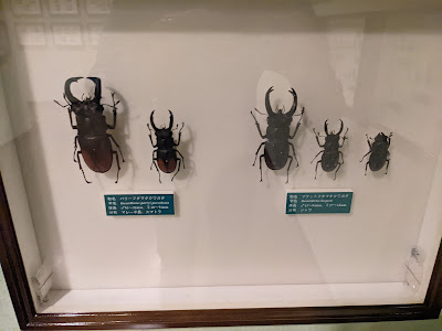 Suwa Lucanidae Museum 사진 2