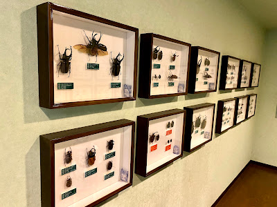 Suwa Lucanidae Museum 사진 3