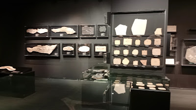 Oishi Fossils Gallery of Mizuta Memorial Museum, Josai Unversity Educational Corporation 사진 2
