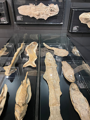 Oishi Fossils Gallery of Mizuta Memorial Museum, Josai Unversity Educational Corporation 사진 4