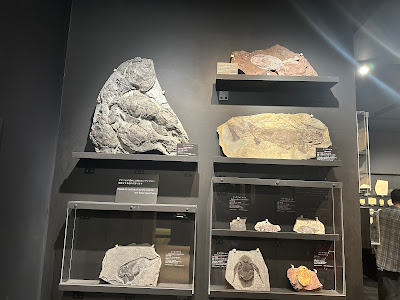 Oishi Fossils Gallery of Mizuta Memorial Museum, Josai Unversity Educational Corporation 사진 5