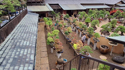 Shunkaen Bonsai Museum 사진 2