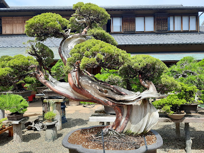 Shunkaen Bonsai Museum 사진 5