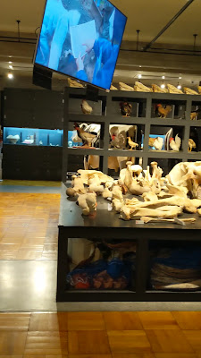 Komaba Museum, The University of Tokyo 사진 2