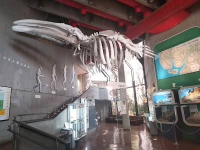 Ichikawa History Museum 사진 3