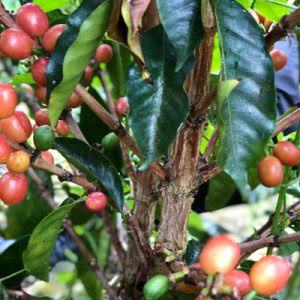 YANAKA COFFEE Ueno Marui 사진 4