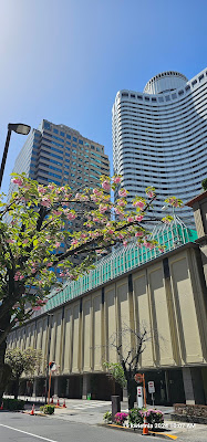 SUNROSER AKASAKA 사진 4
