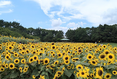 가사이 임해공원 사진 5
