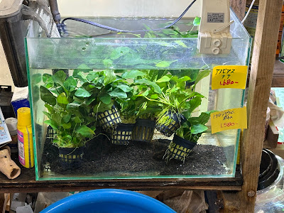 新城水族館 사진 3