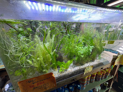 新城水族館 사진 4
