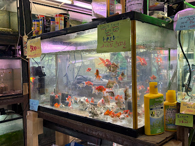新城水族館 사진 5