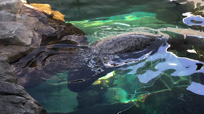 Seal House 사진 2