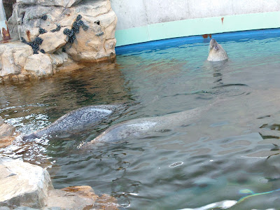 Seal House 사진 4