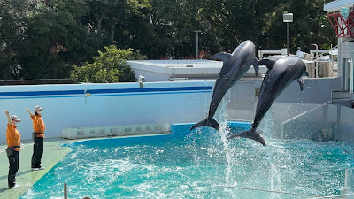 Dolphin and Sea Lion Stadium 사진 4