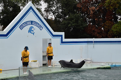Dolphin and Sea Lion Stadium 사진 3
