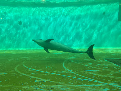 Dolphin and Sea Lion Stadium 사진 5