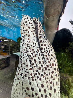 パラオ水族館認定アクアリウム 사진 4
