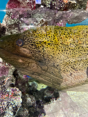 パラオ水族館認定アクアリウム 사진 2