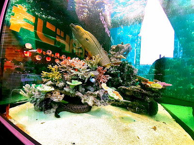 パラオ水族館認定 アクアリウム 사진 3