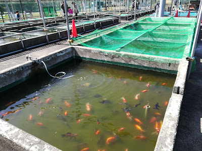 Edomae Goldfish showroom 사진 5