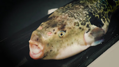Fugu Club Miyawaki 사진 2