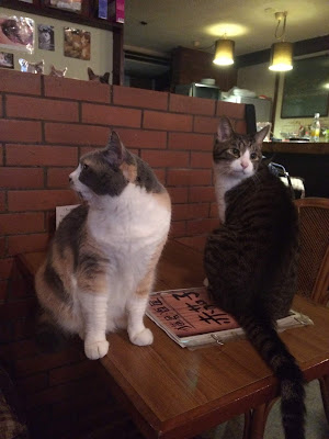 Neko Bar Cats around inside 사진 2