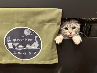 Cat bar SUNYAKKU 사진 4