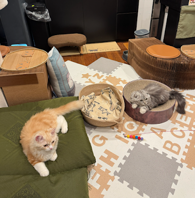 Cat bar SUNYAKKU 사진 3