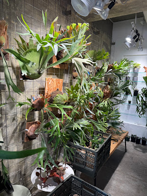 Plantsとバー João 사진 3