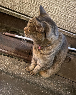 パッセリーナ 사진 2