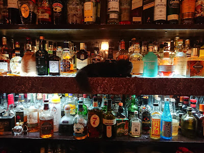 Bar 猫 사진 3